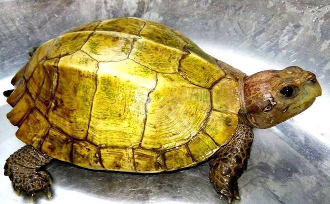 Mơ thấy rùa vàng ai cũng mong muốn gặp được 
